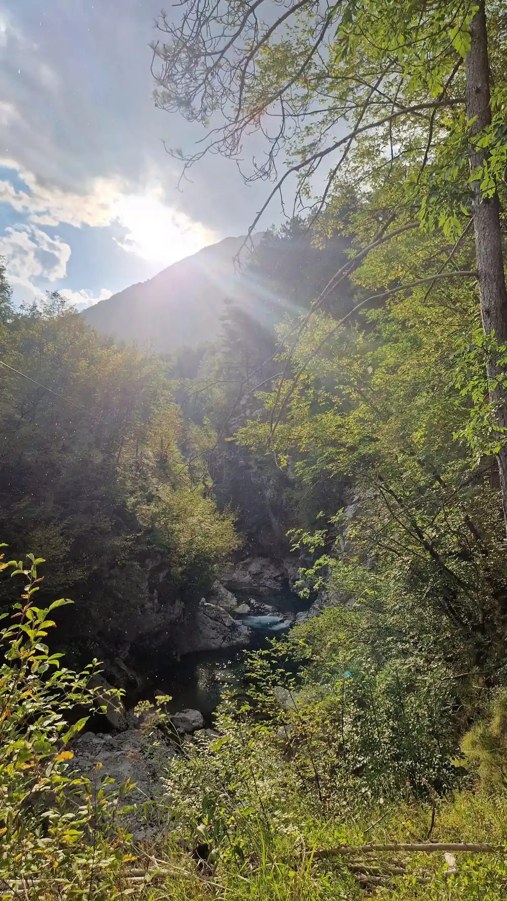 Sun through the trees above the canyon